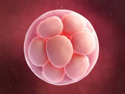 What is a female egg donor?