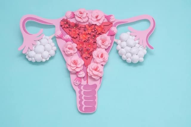 artistic illustration of a uterus and ovaries representing PCOS with clustered follicles