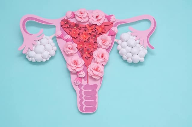 artistic illustration of a uterus and ovaries representing PCOS with clustered follicles
