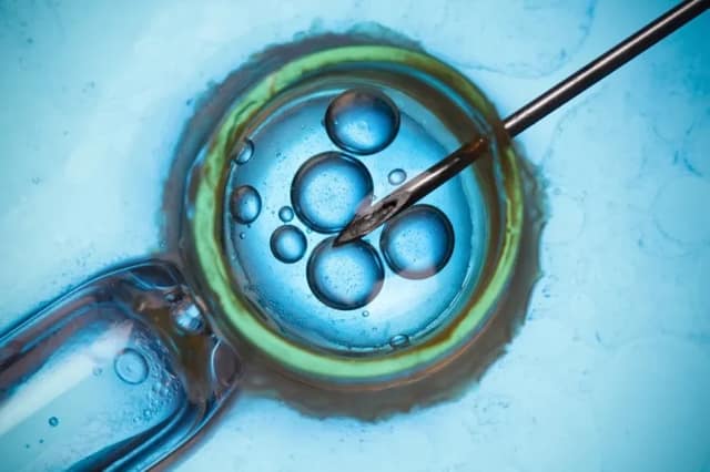 ivf success rate illustration showing embryo injection in laboratory petri dish