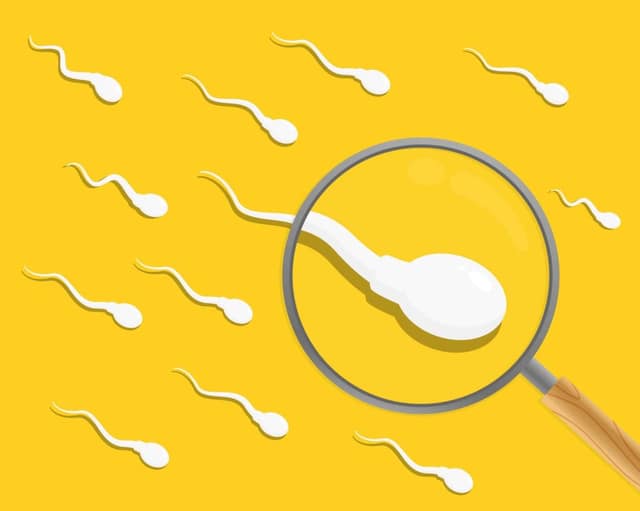 Sperm quality: sperm cells viewed under magnifying glass illustration