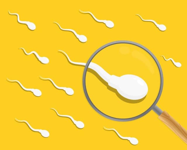 Sperm quality: sperm cells viewed under magnifying glass illustration